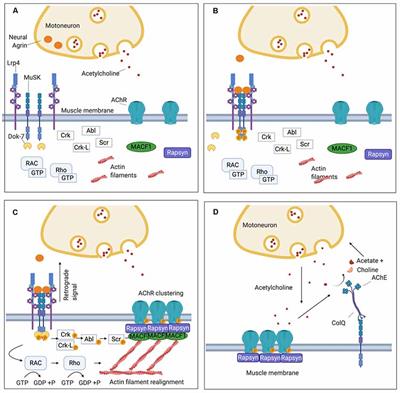 Myasthenia Gravis With Antibodies Against Muscle Specific Kinase: An Update on Clinical Features, Pathophysiology and Treatment